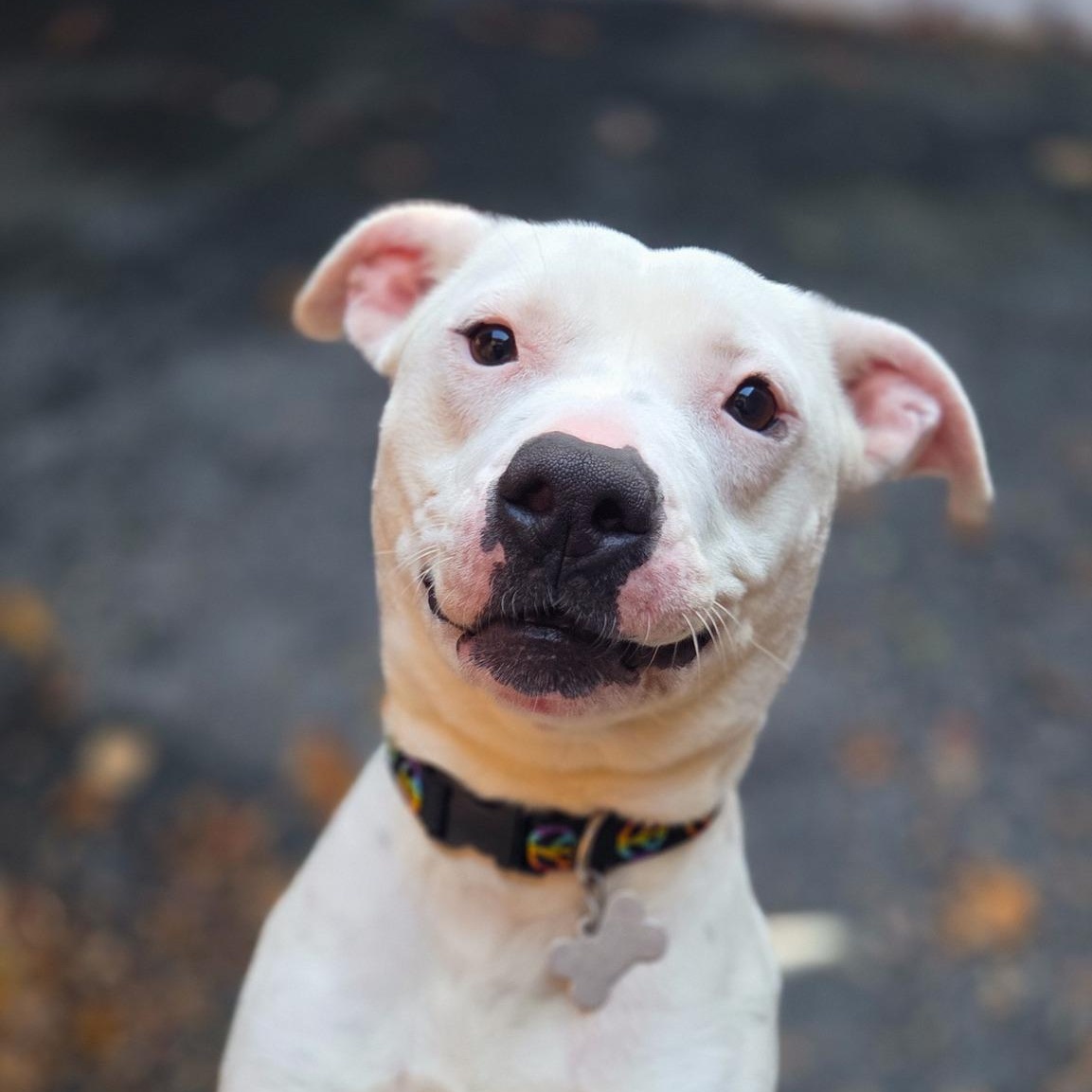 Pablo, a Adoptable Pit Bull Terrier in Phoenix, MD image 1/3