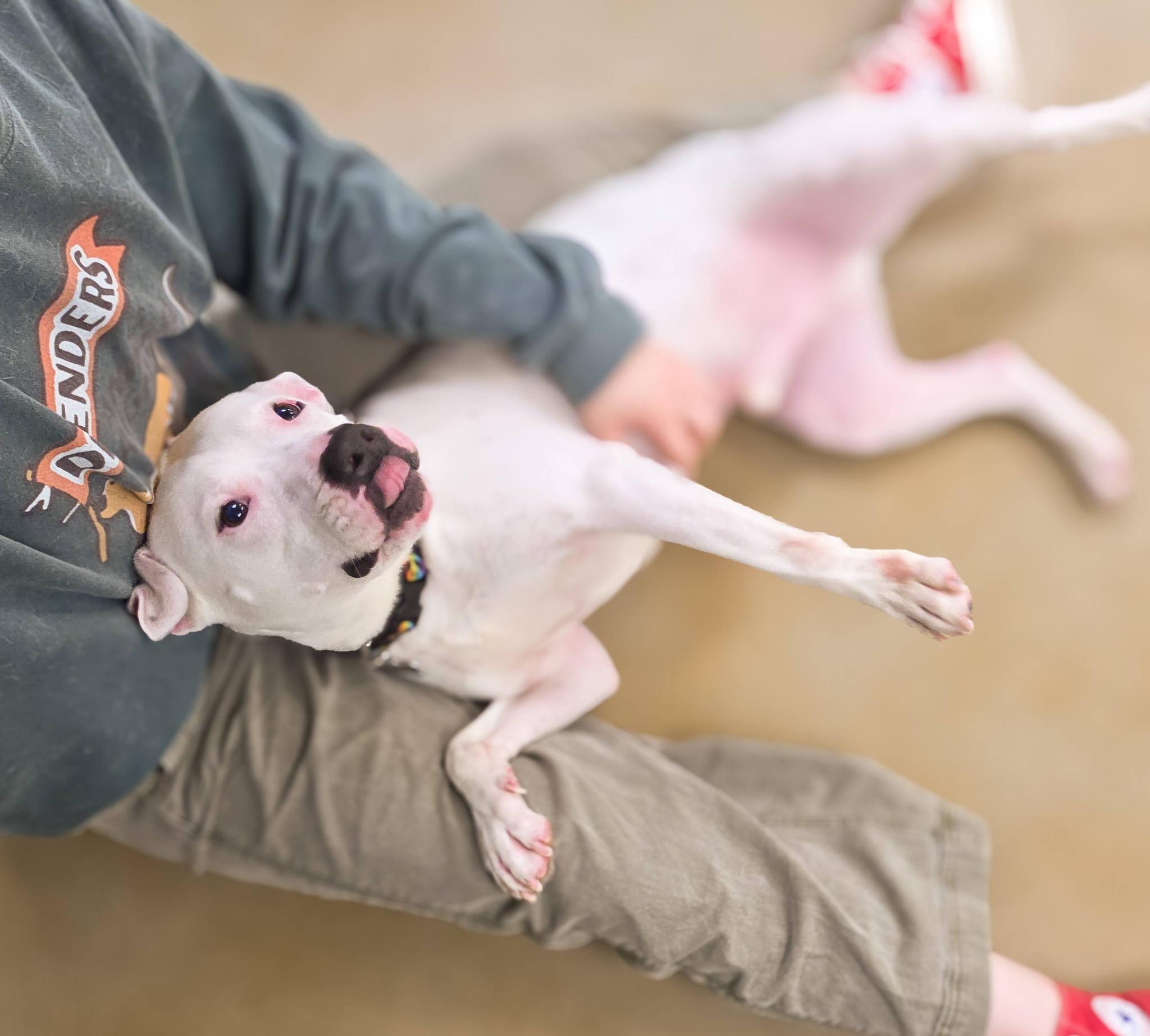 Pablo, a Adoptable Pit Bull Terrier in Phoenix, MD image 3/3