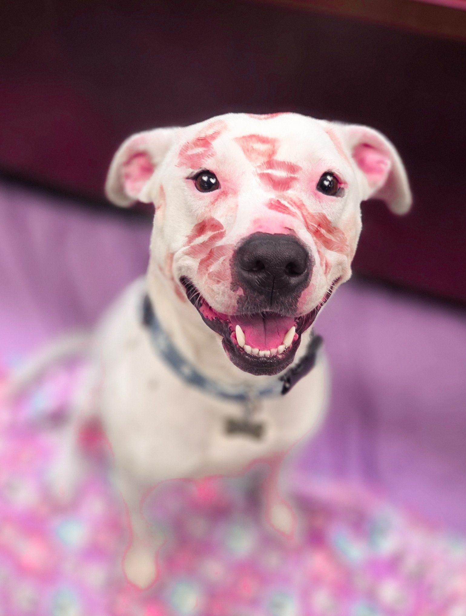 Pablo, a Adoptable Pit Bull Terrier in Phoenix, MD image 2/3