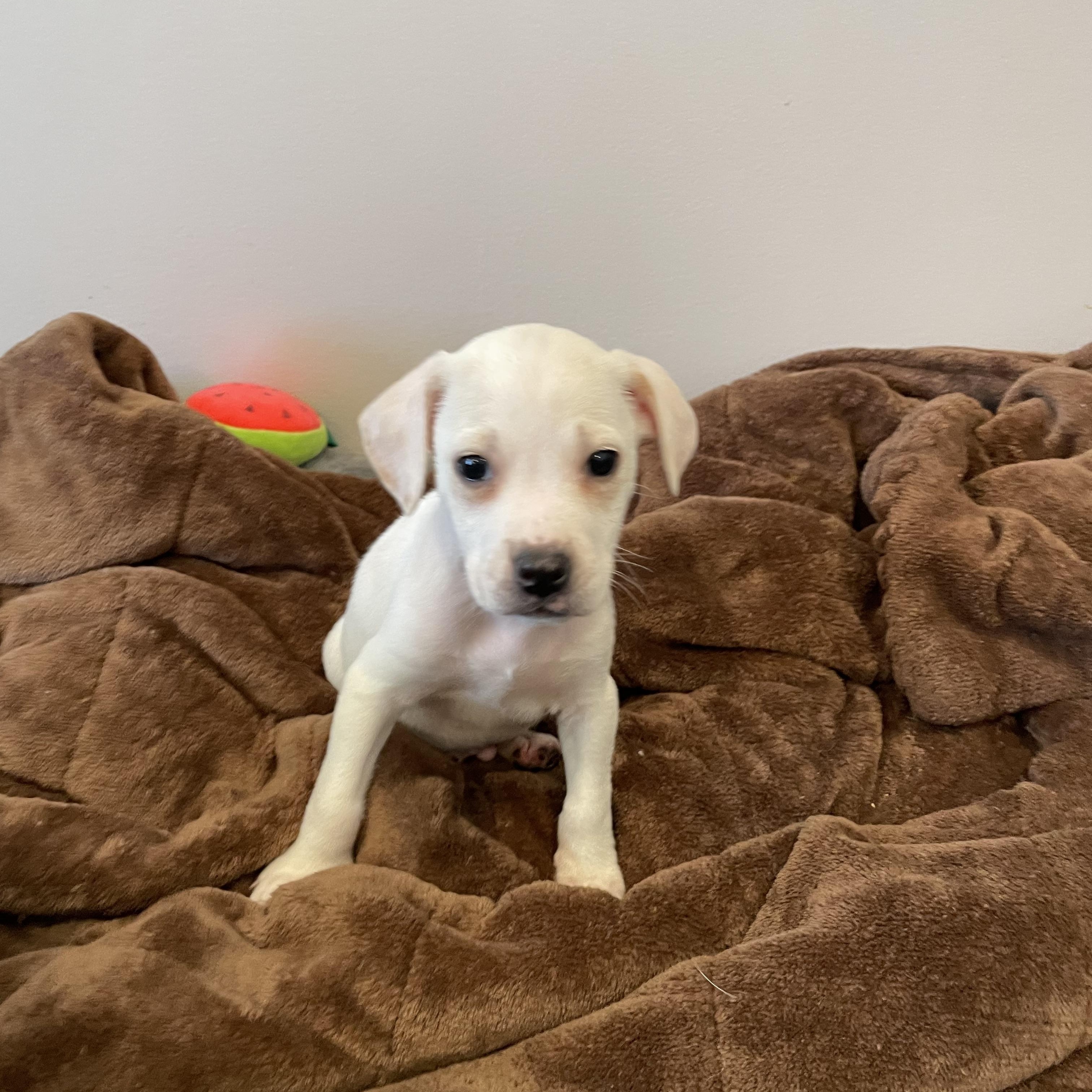 Enlarge Alfie. ADOPTED, a ADOPTABLE mixed breed in Union Grove, WI image 3/4