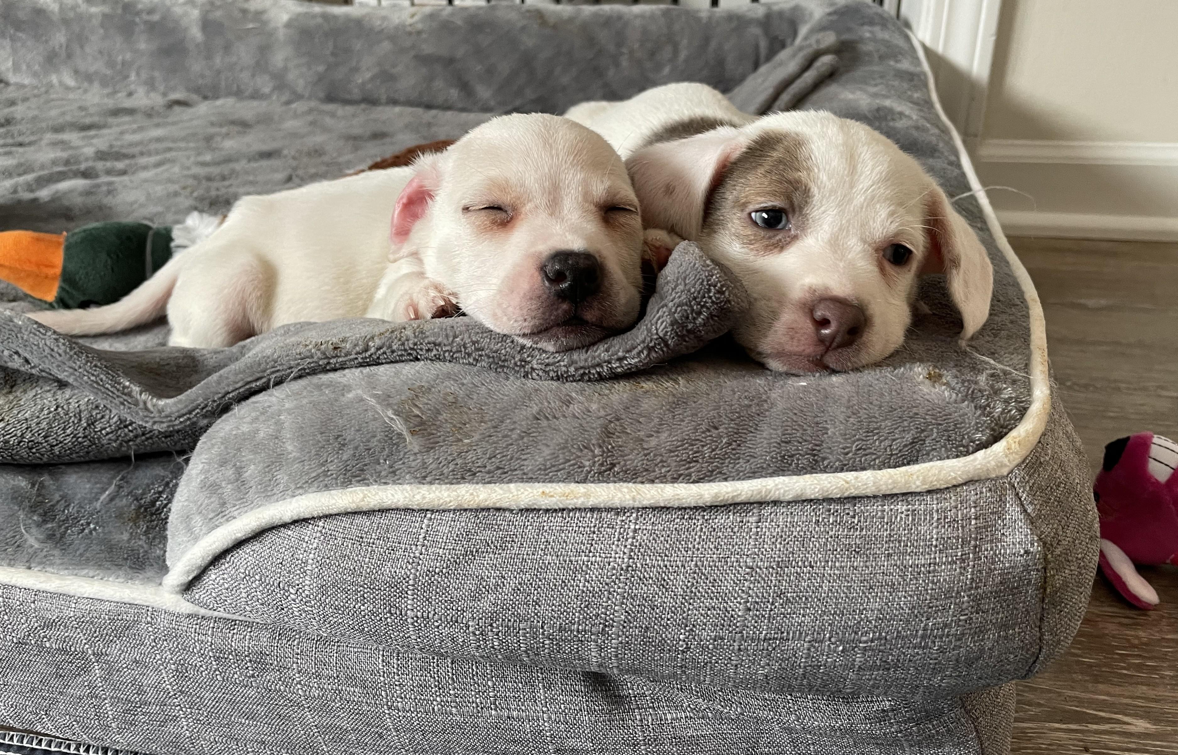 Enlarge Alfie. ADOPTED, a ADOPTABLE mixed breed in Union Grove, WI image 4/4