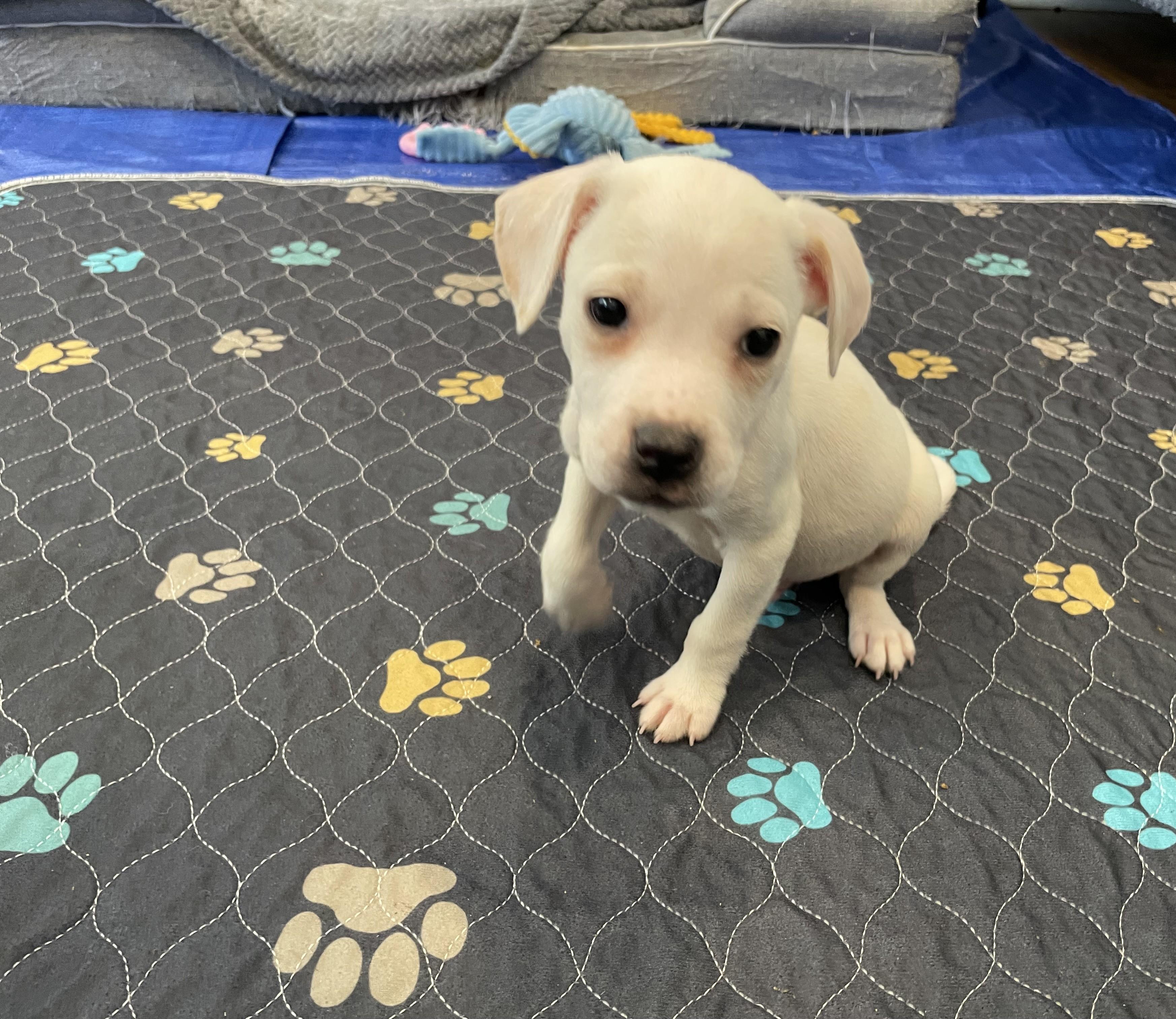 Alfie, ADOPTABLE, Puppy Male Beagle & Labrador Retriever.