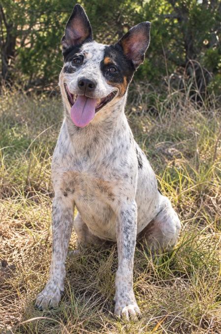 Shiny*, Adoptable, Adult Female Australian Cattle Dog / Blue Heeler.