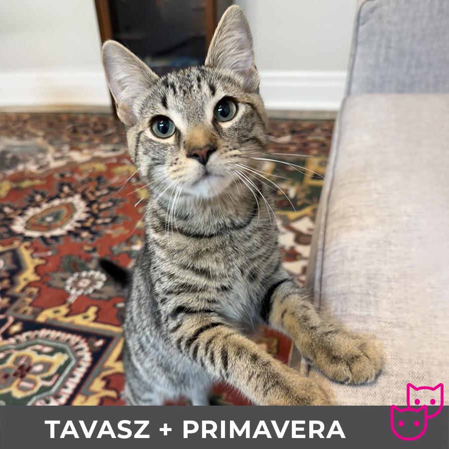 Primavera (bonded with Tavasz), a Adoptable Domestic Short Hair in Etobicoke, ON image 5/6