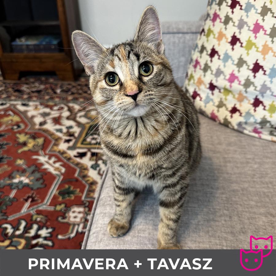 Primavera (bonded with Tavasz), a Adoptable Domestic Short Hair in Etobicoke, ON image 2/6