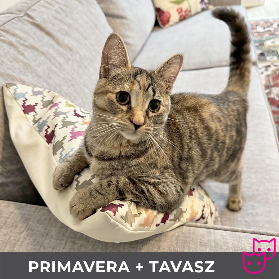 Primavera (bonded with Tavasz), a Adoptable Domestic Short Hair in Etobicoke, ON image 3/6