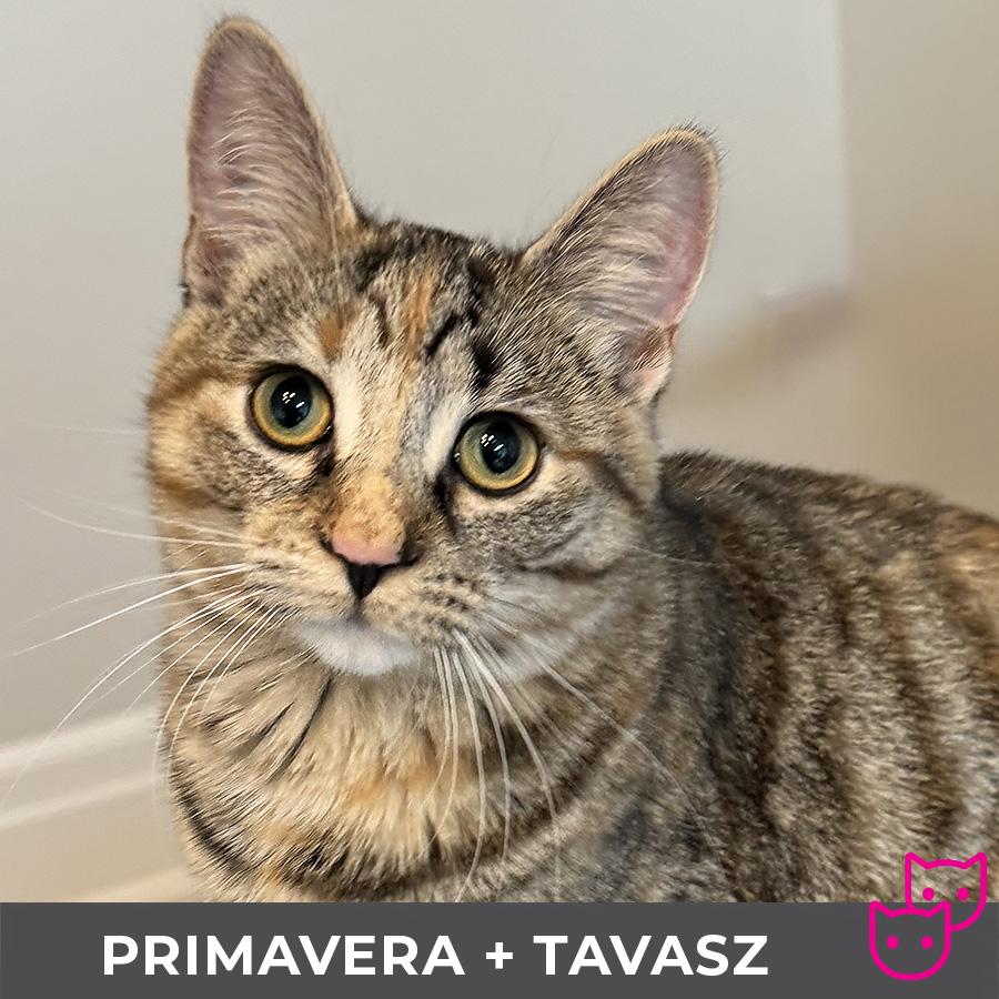 Primavera (bonded with Tavasz)