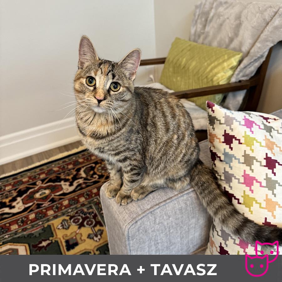 Primavera (bonded with Tavasz), a Adoptable Domestic Short Hair in Etobicoke, ON image 4/6
