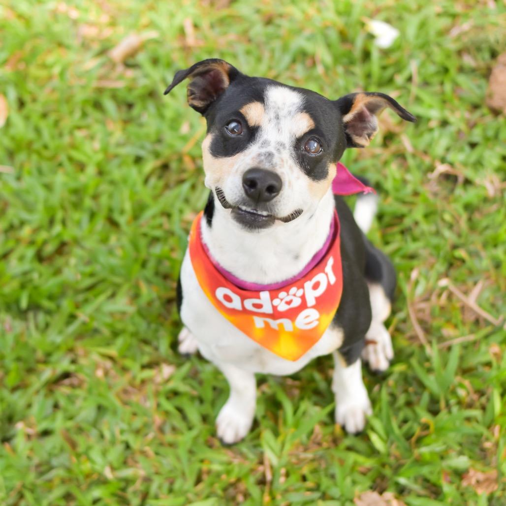 Dodger, Adoptable, Adult Male Mixed Breed & Mixed Breed.