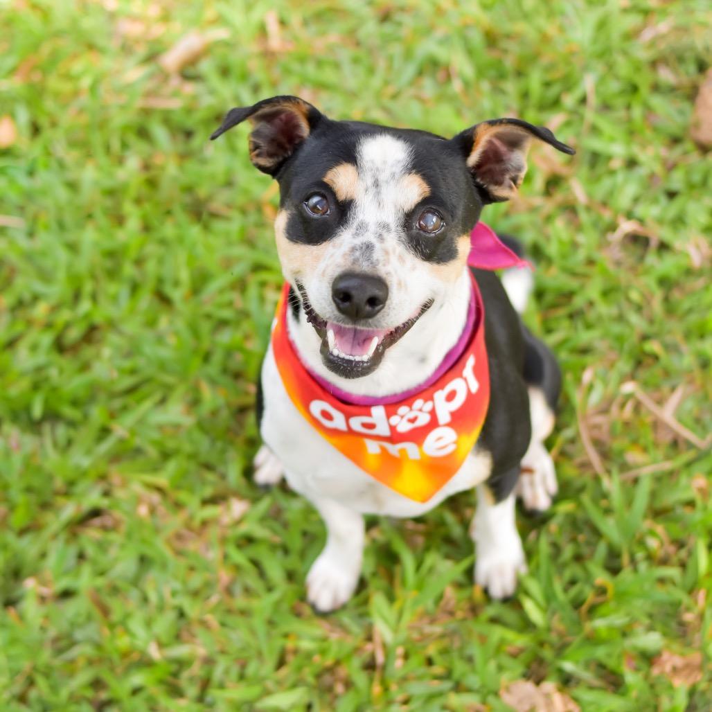Enlarge Dodger, a Adoptable mixed breed in Kailua Kona, HI image 2/6