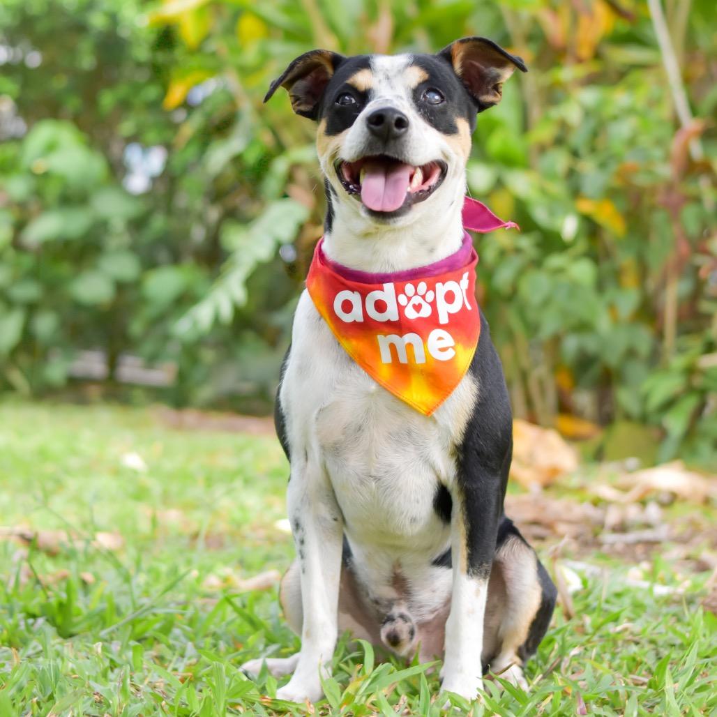 Enlarge Dodger, a Adoptable mixed breed in Kailua Kona, HI image 3/6