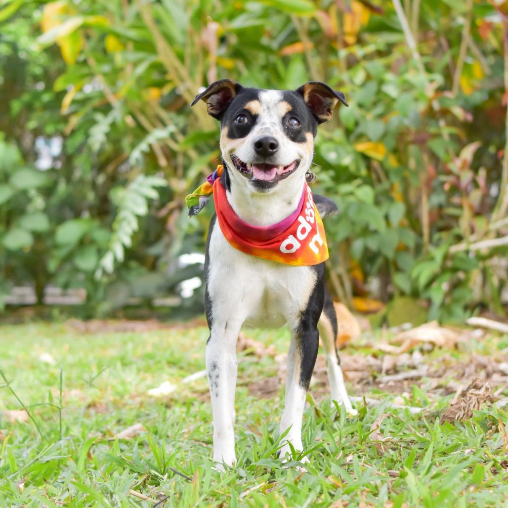 Enlarge Dodger, a Adoptable mixed breed in Kailua Kona, HI image 4/6