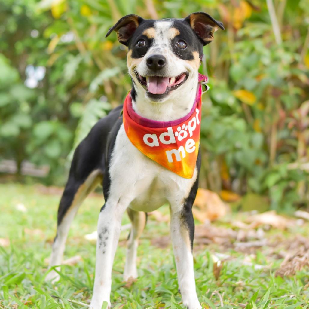 Enlarge Dodger, a Adoptable mixed breed in Kailua Kona, HI image 5/6