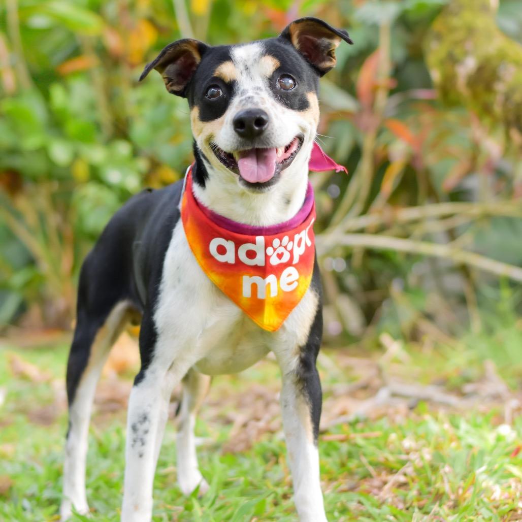 Enlarge Dodger, a Adoptable mixed breed in Kailua Kona, HI image 6/6