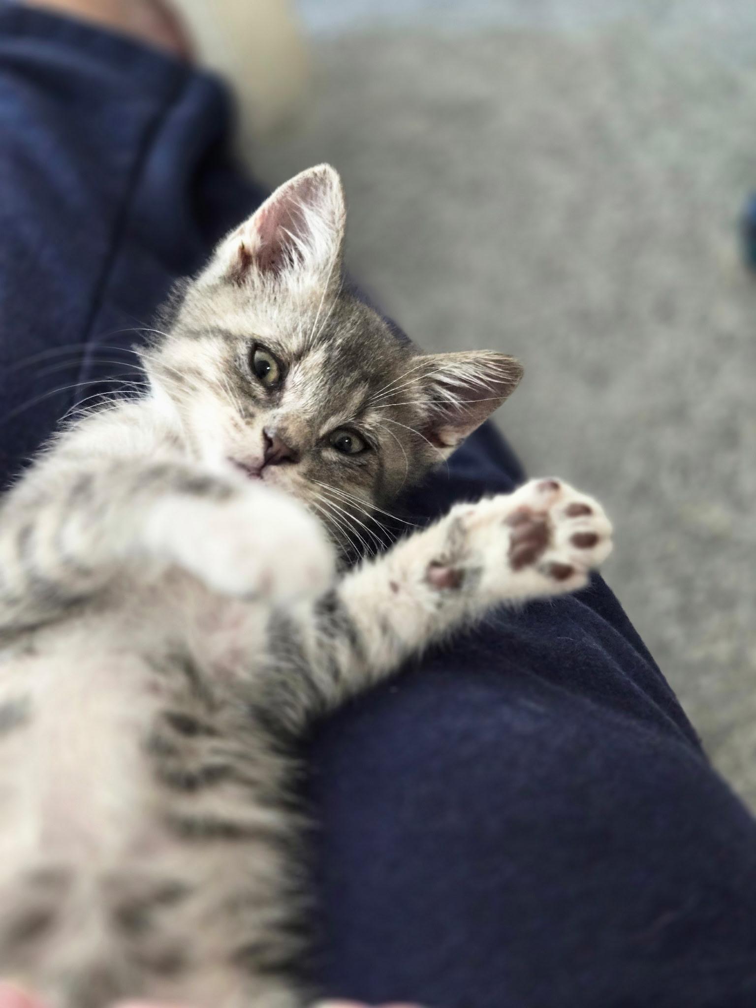 Juniper, Adoptable, Kitten Male Domestic Short Hair.