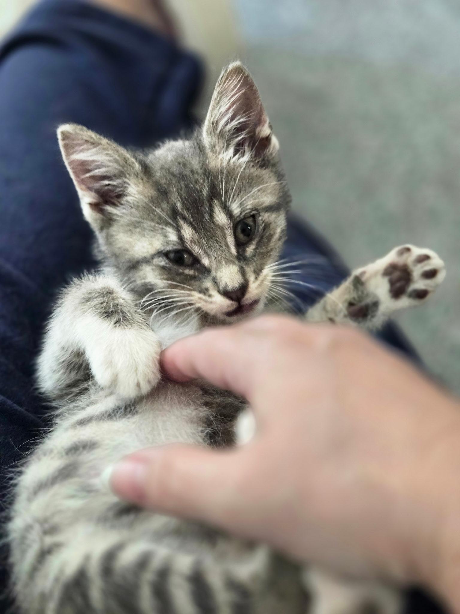 Enlarge Juniper, a Adoptable mixed breed in Mexico, MO image 3/4