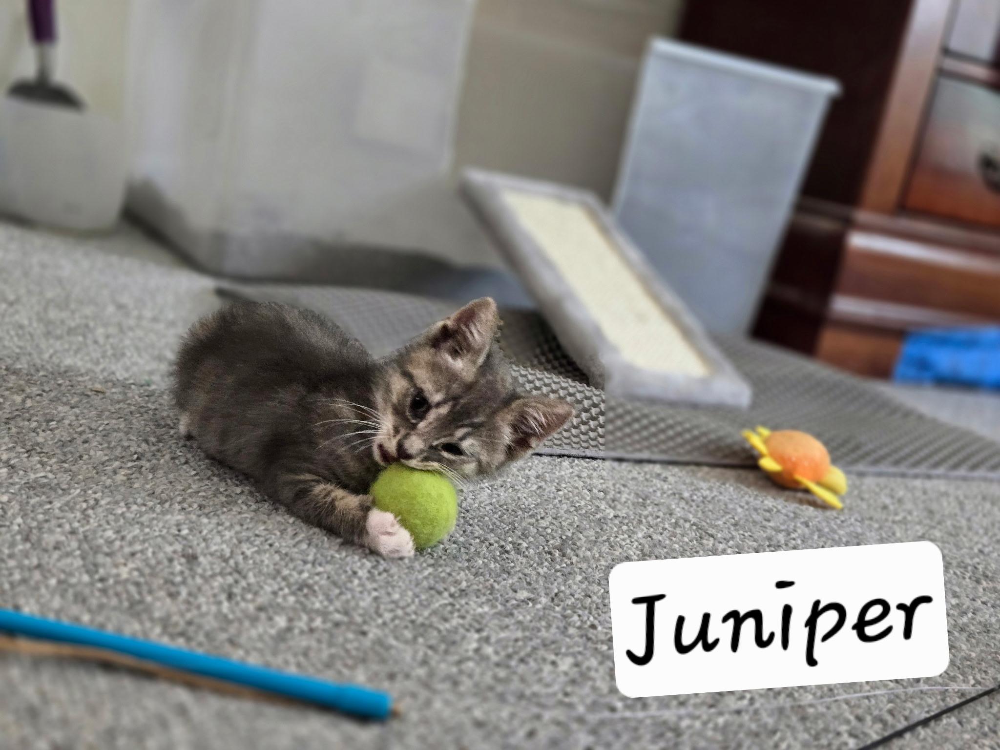 Enlarge Juniper, a Adoptable mixed breed in Mexico, MO image 4/4