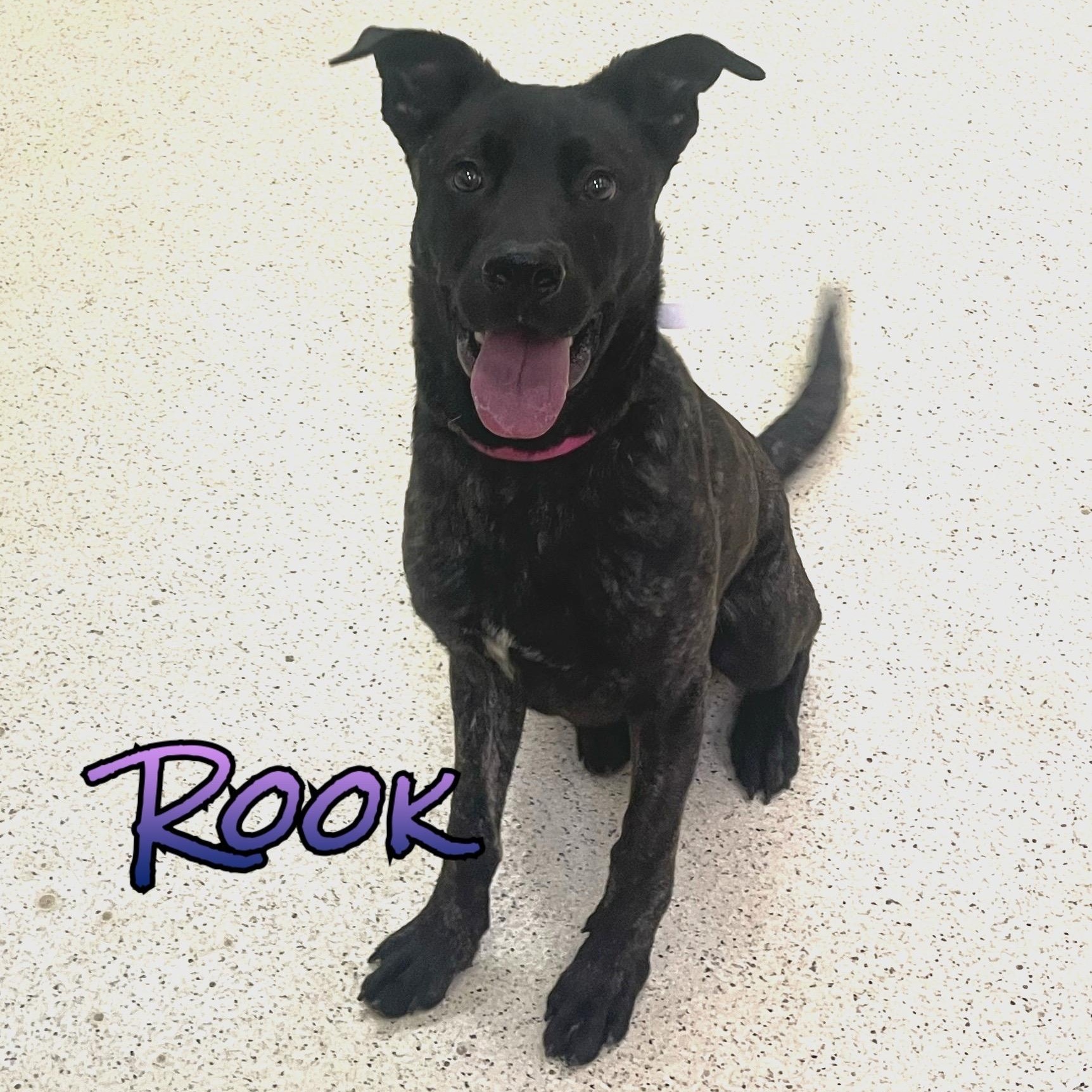 Rook — thumbnail 2