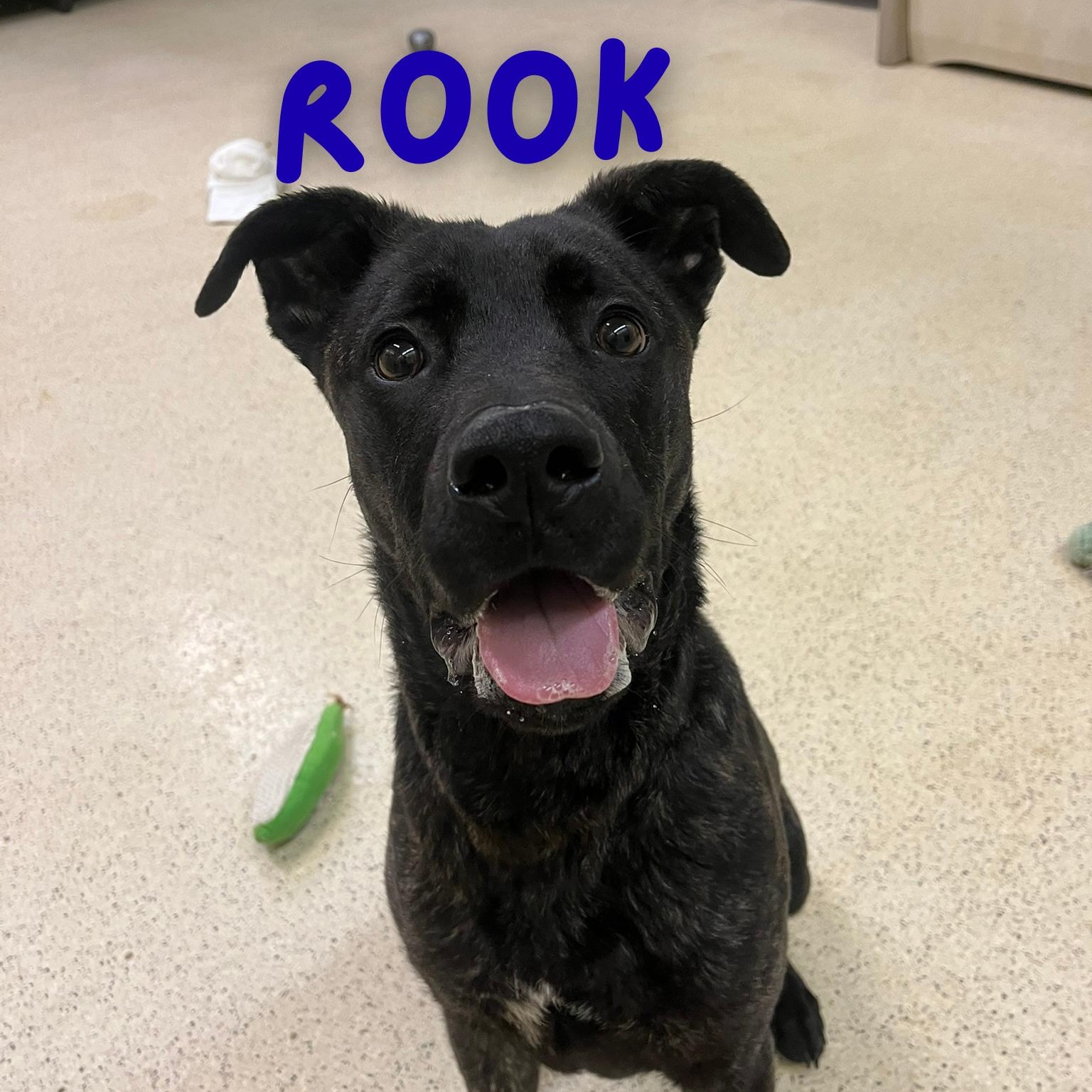 Rook — thumbnail 3