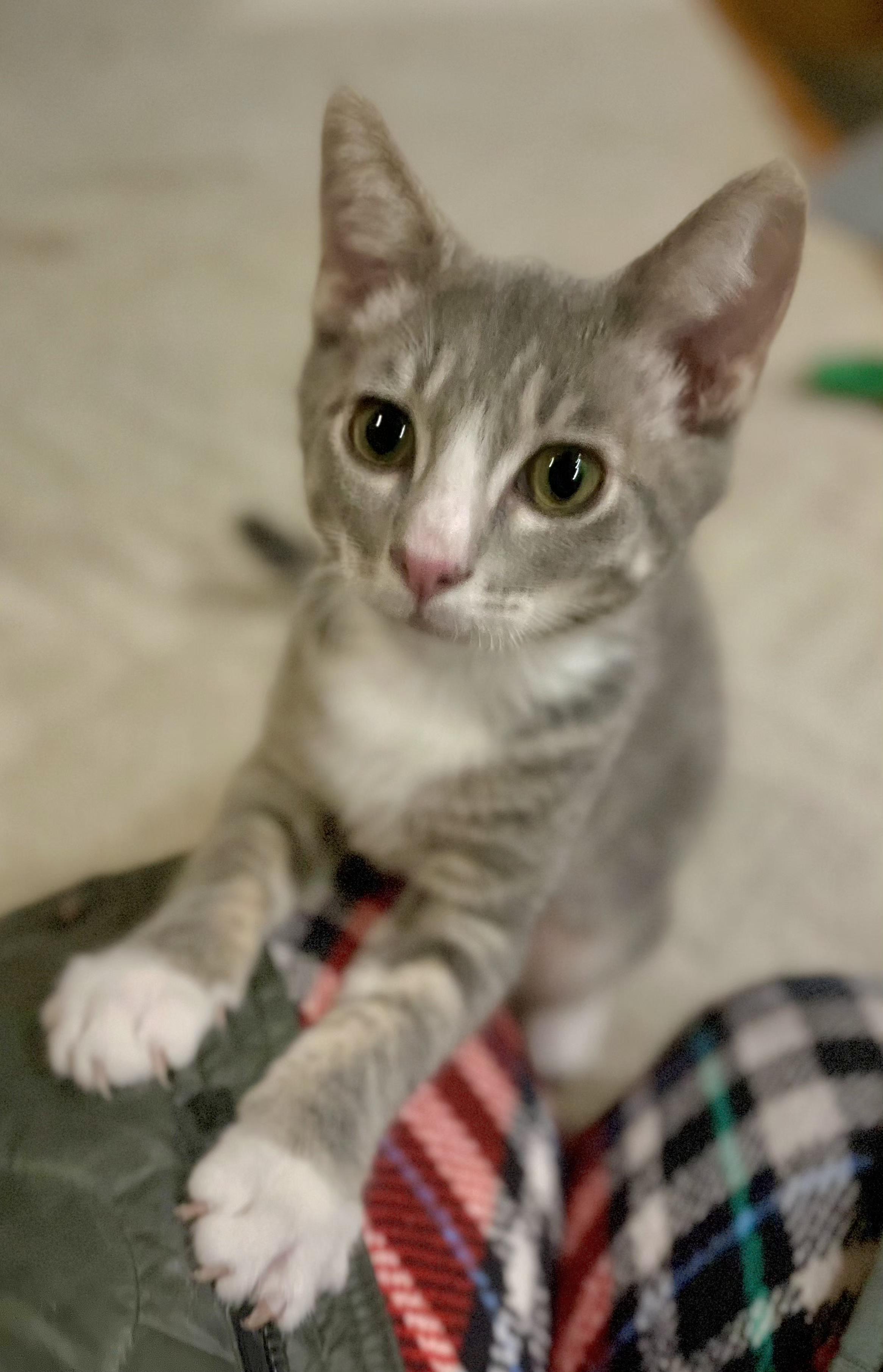 Enlarge Skye, an adopted Tabby in Springfield, OR image 1/3