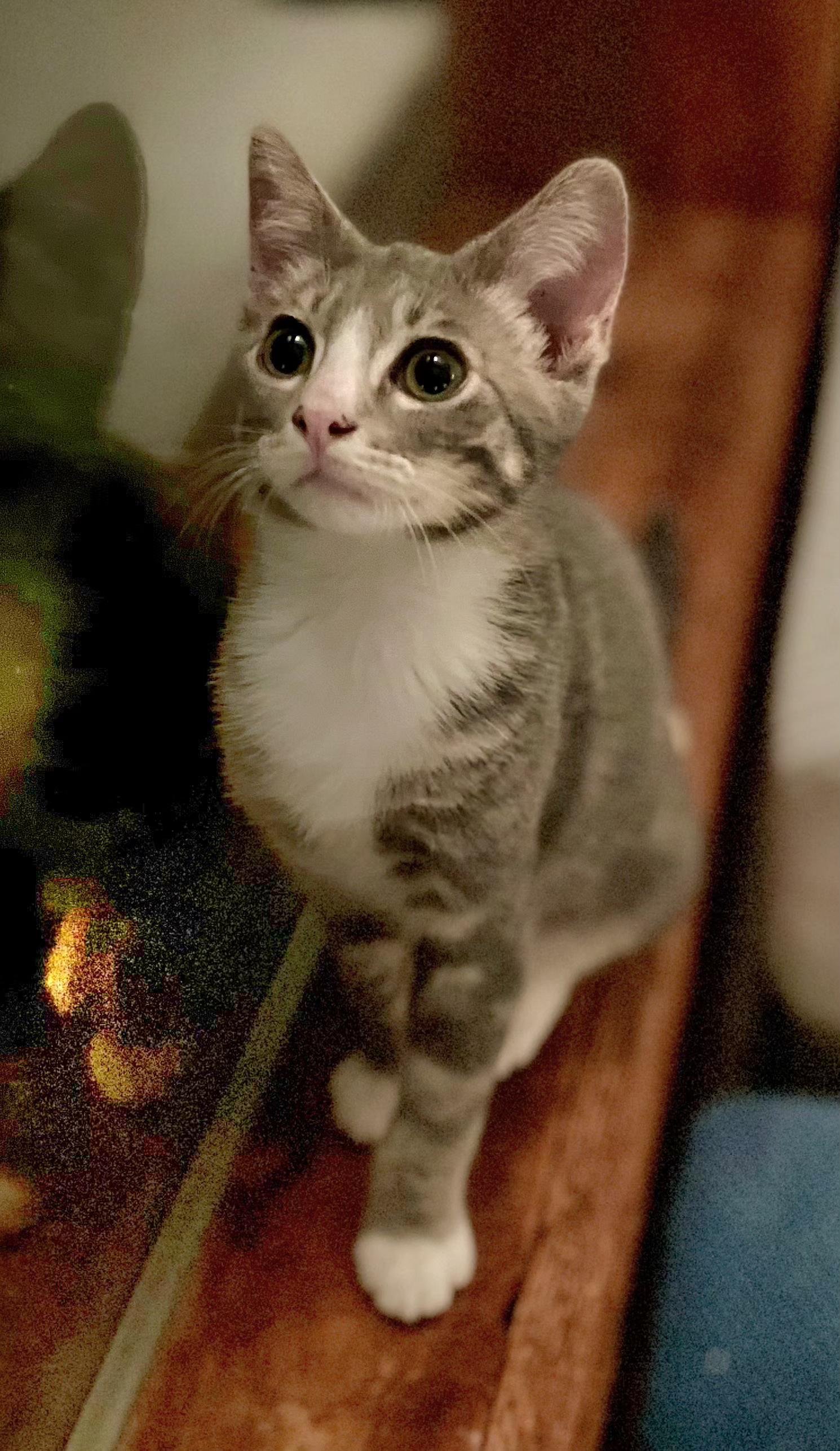 Enlarge Skye, an adopted Tabby in Springfield, OR image 3/3