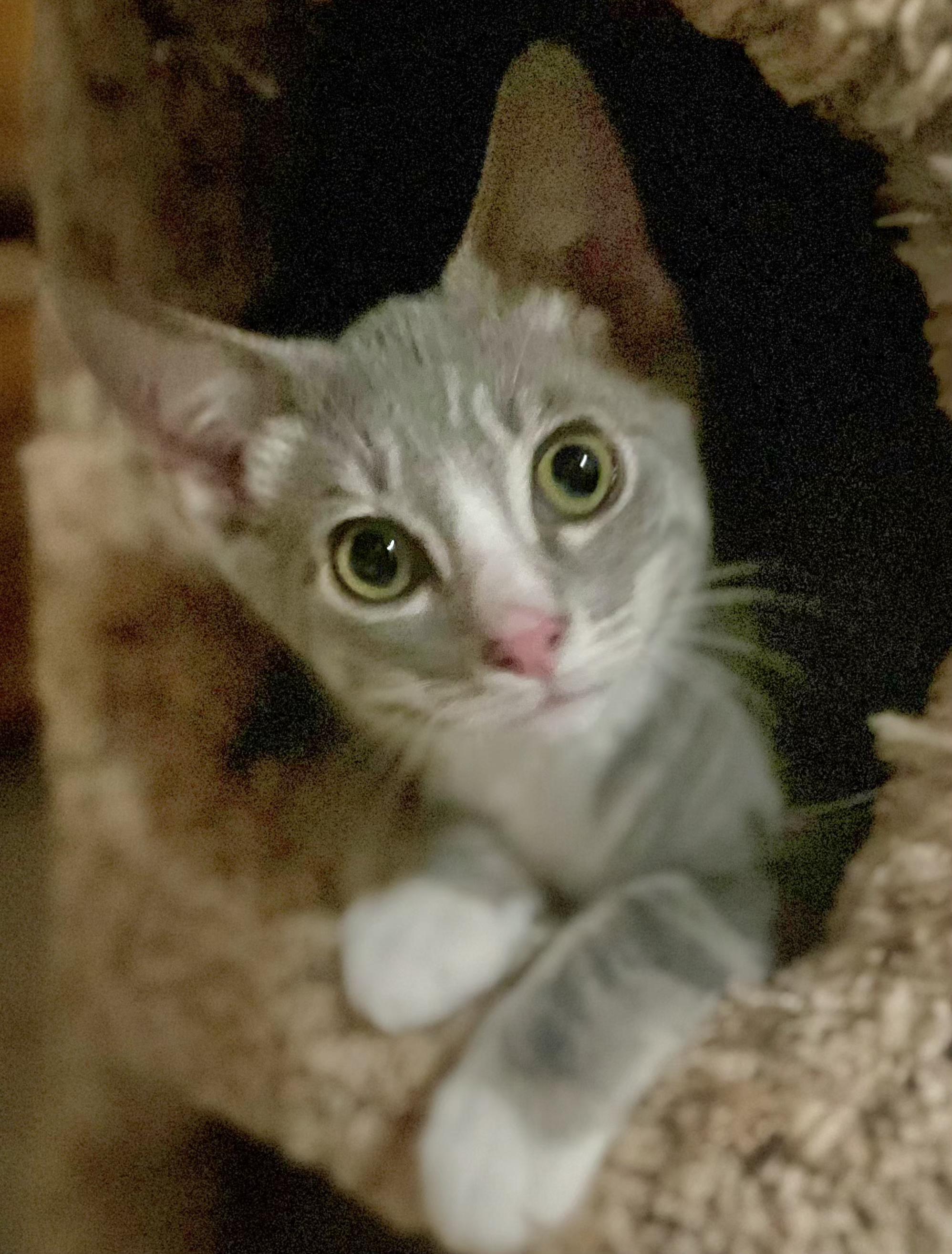 Enlarge Skye, an adopted Tabby in Springfield, OR image 2/3