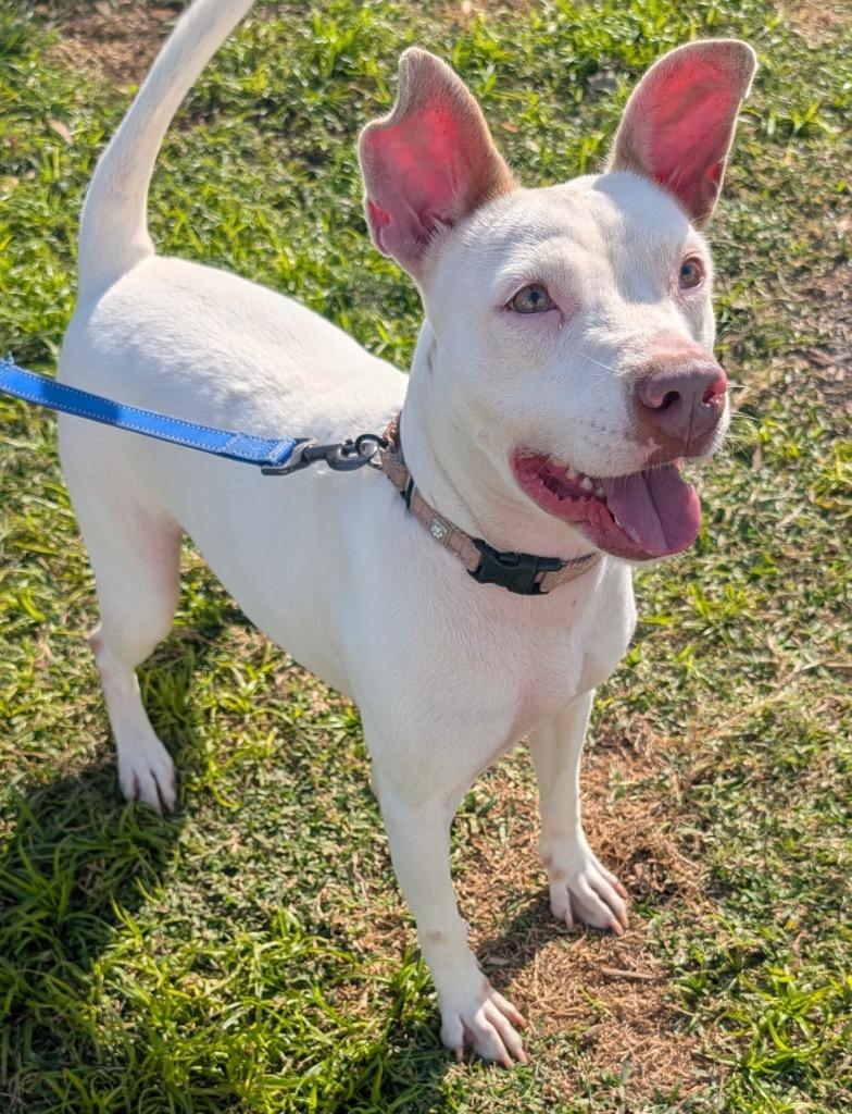 Enlarge Soleil-Fully Sponsored Fee!, a Adoptable mixed breed in Fort Myers, FL image 1/6