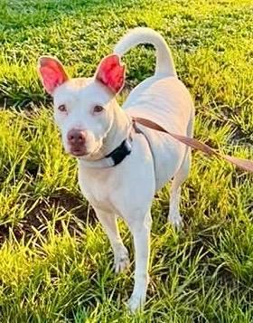 Soleil-Fully Sponsored Fee!, a Adoptable mixed breed in Fort Myers, FL image 2/6