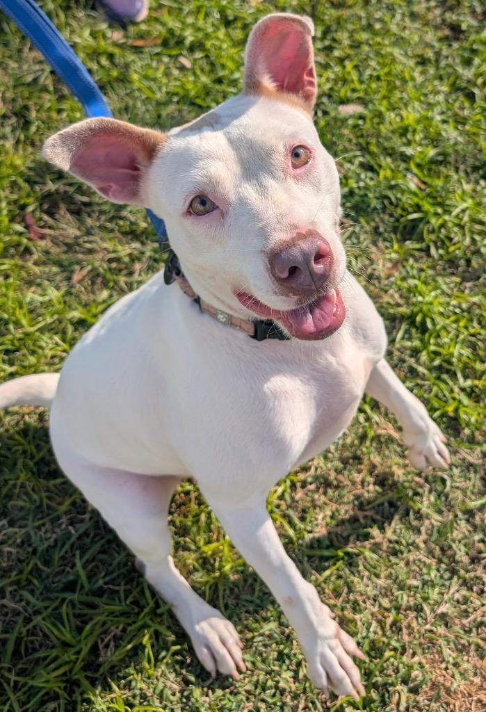 Enlarge Soleil-Fully Sponsored Fee!, a Adoptable mixed breed in Fort Myers, FL image 3/6