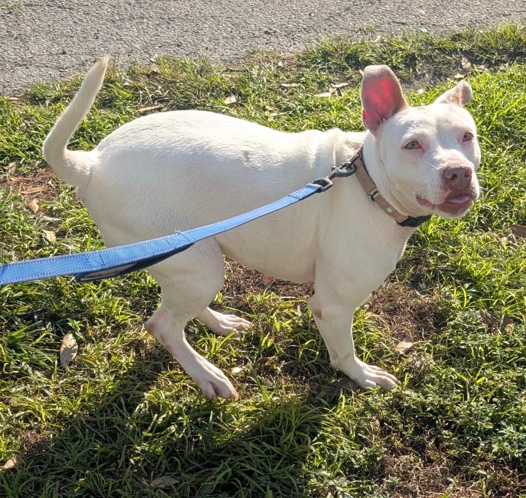 Soleil-Fully Sponsored Fee!, a Adoptable mixed breed in Fort Myers, FL image 4/5