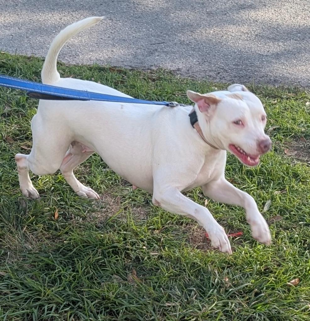 Enlarge Soleil-Fully Sponsored Fee!, a Adoptable mixed breed in Fort Myers, FL image 4/6