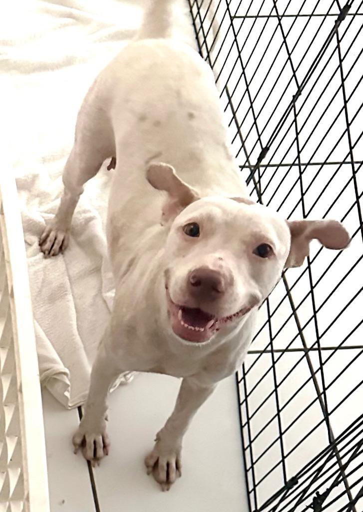 Enlarge Soleil-Fully Sponsored Fee!, a Adoptable mixed breed in Fort Myers, FL image 5/6