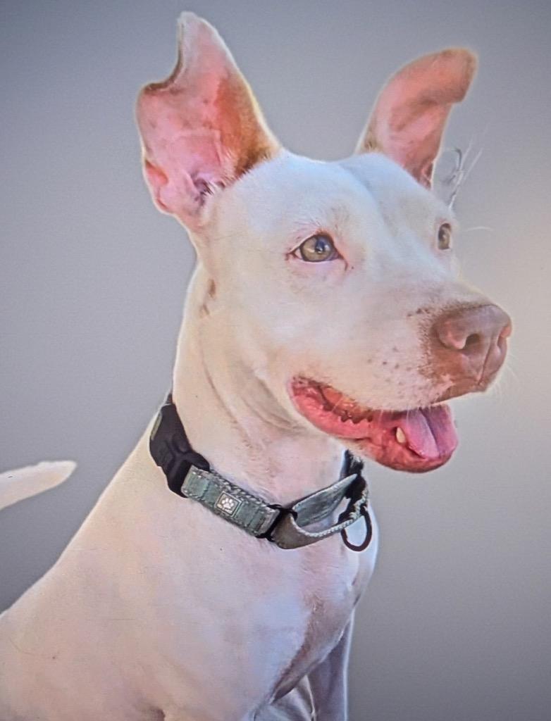 Enlarge Soleil-Fully Sponsored Fee!, a Adoptable mixed breed in Fort Myers, FL image 6/6