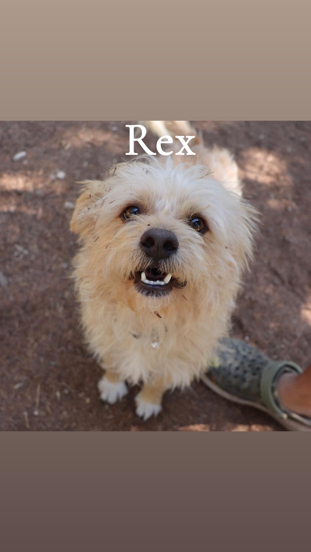 Rex & Tex, adopted, Adult Male Wirehaired Terrier.