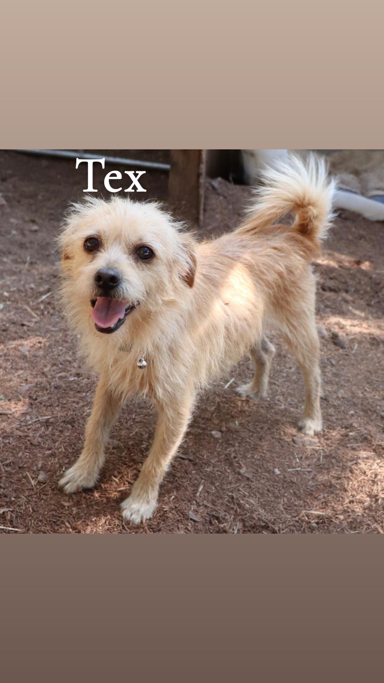 Enlarge Rex & Tex, an adopted mixed breed in Leakey, TX image 3/6