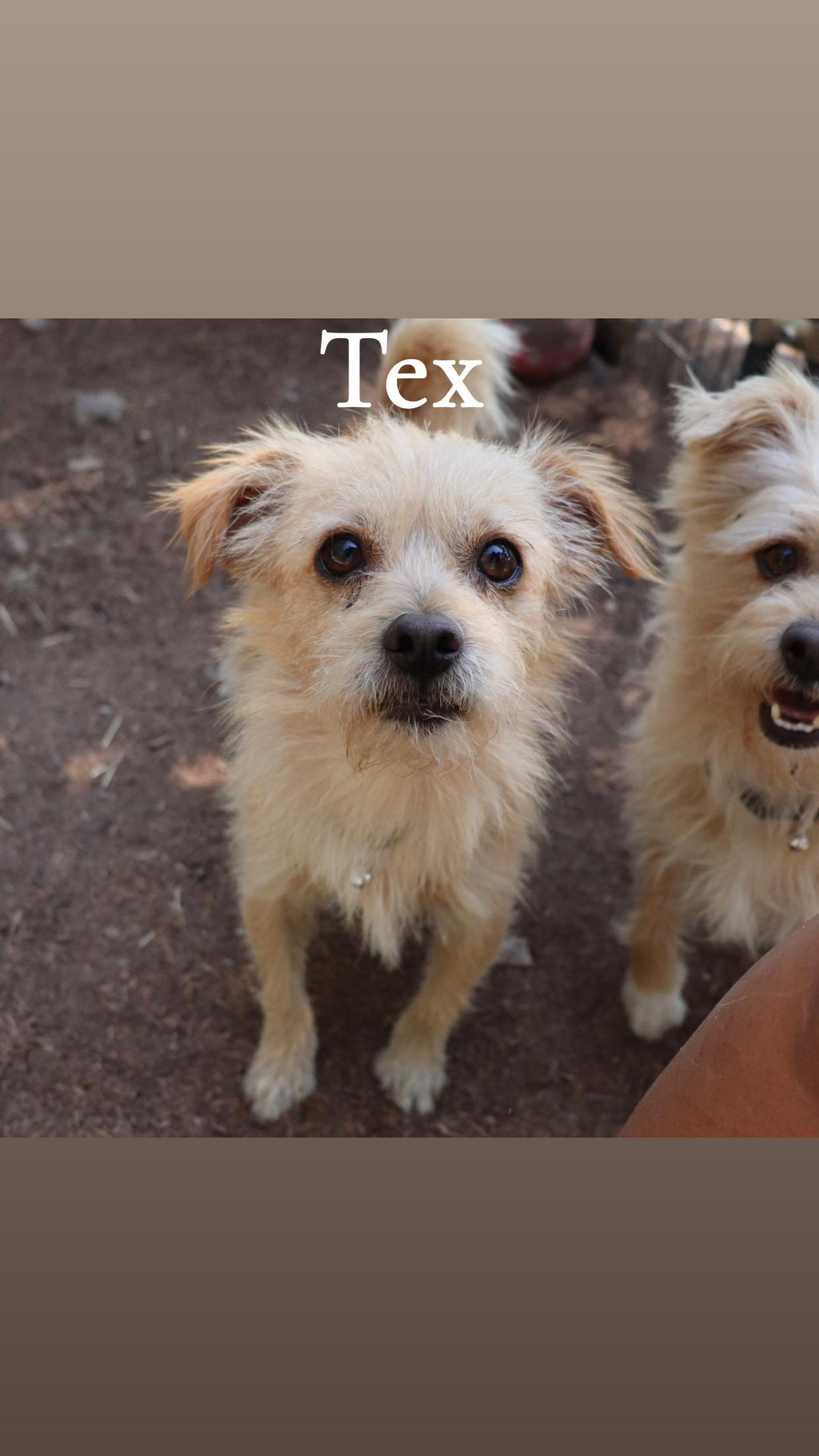 Enlarge Rex & Tex, an adopted mixed breed in Leakey, TX image 4/6