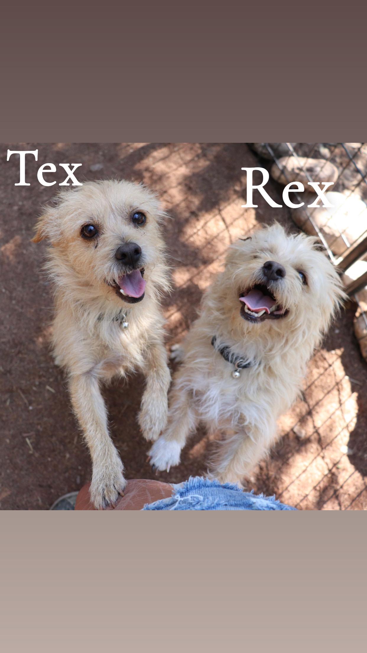 Enlarge Rex & Tex, an adopted mixed breed in Leakey, TX image 6/6