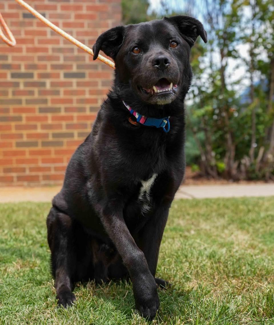 Enlarge Milo, a ADOPTABLE Labrador Retriever in Stillwater, OK image 1/1