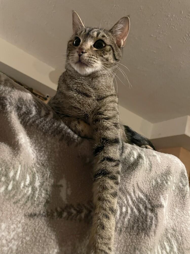 Enlarge Leo, a Adoptable mixed breed in Lebanon, OR image 1/6