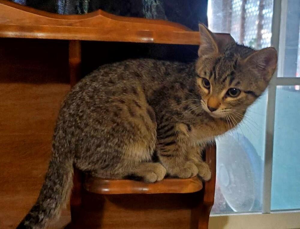 Leo, Adoptable, Adult Male Domestic Short Hair.
