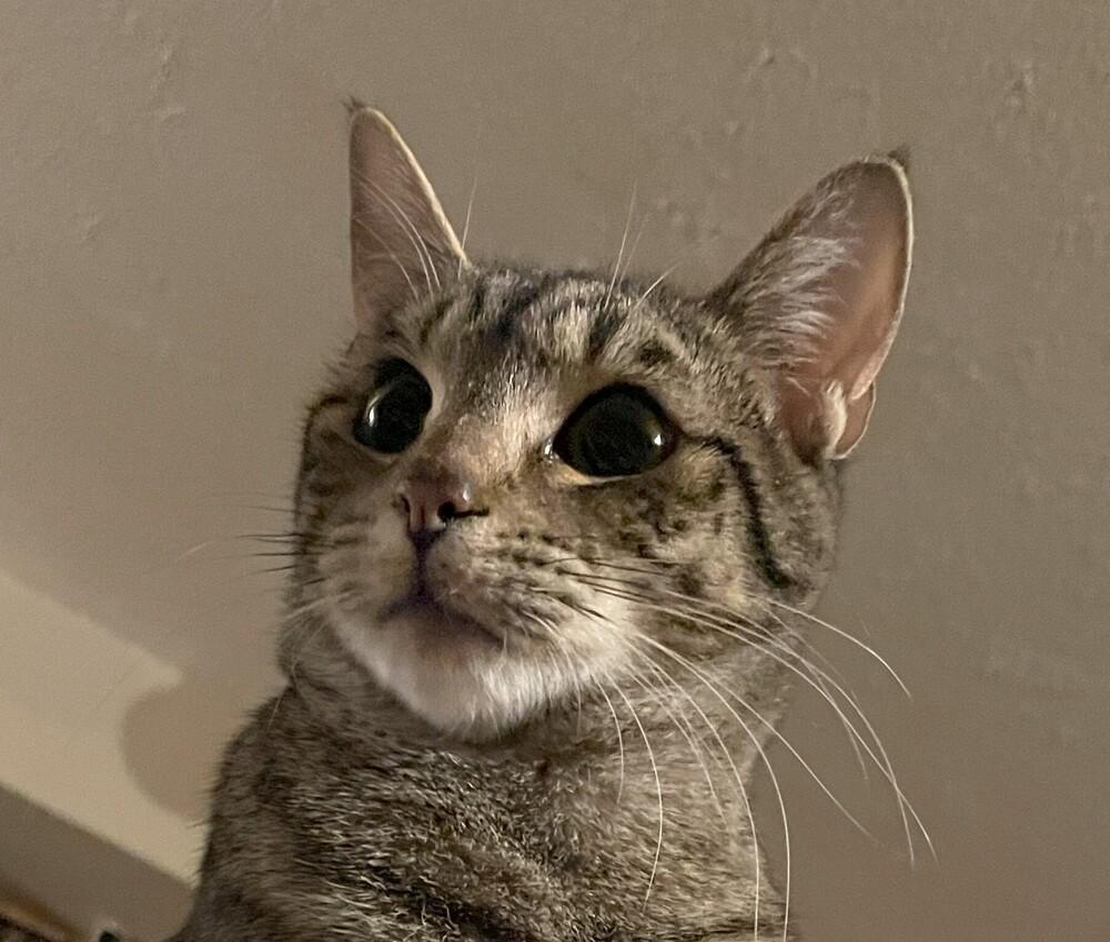 Enlarge Leo, a Adoptable mixed breed in Lebanon, OR image 4/6