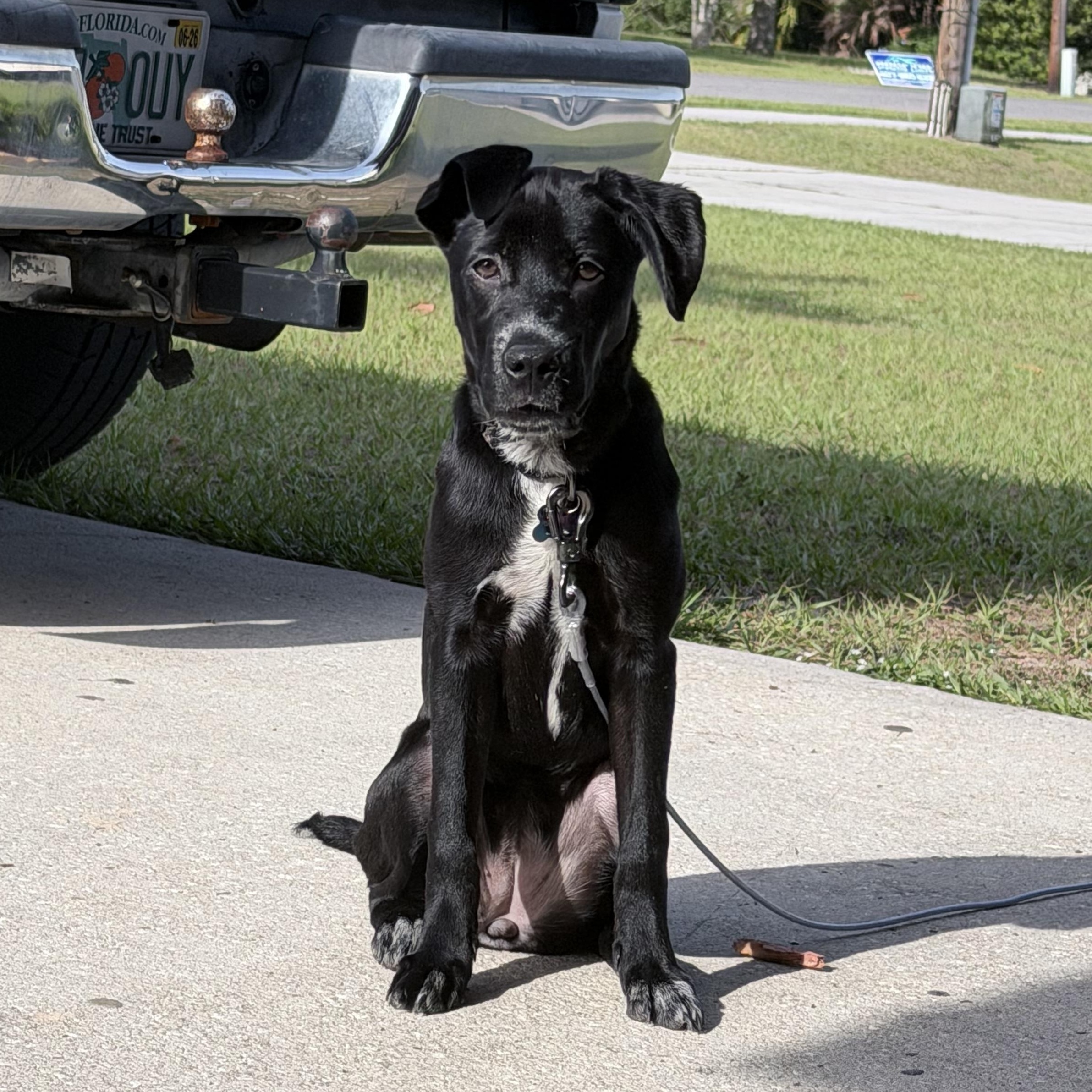 Enlarge Coco, a ADOPTABLE Mixed Breed in Eustis, FL image 2/5