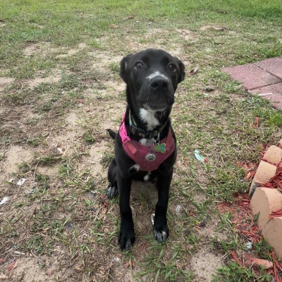 Enlarge Coco, a ADOPTABLE Mixed Breed in Eustis, FL image 4/5