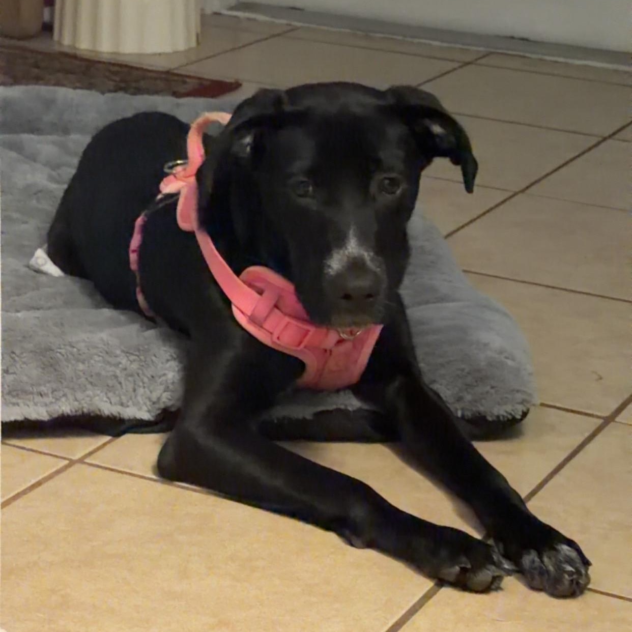 Enlarge Coco, a ADOPTABLE Mixed Breed in Eustis, FL image 5/5