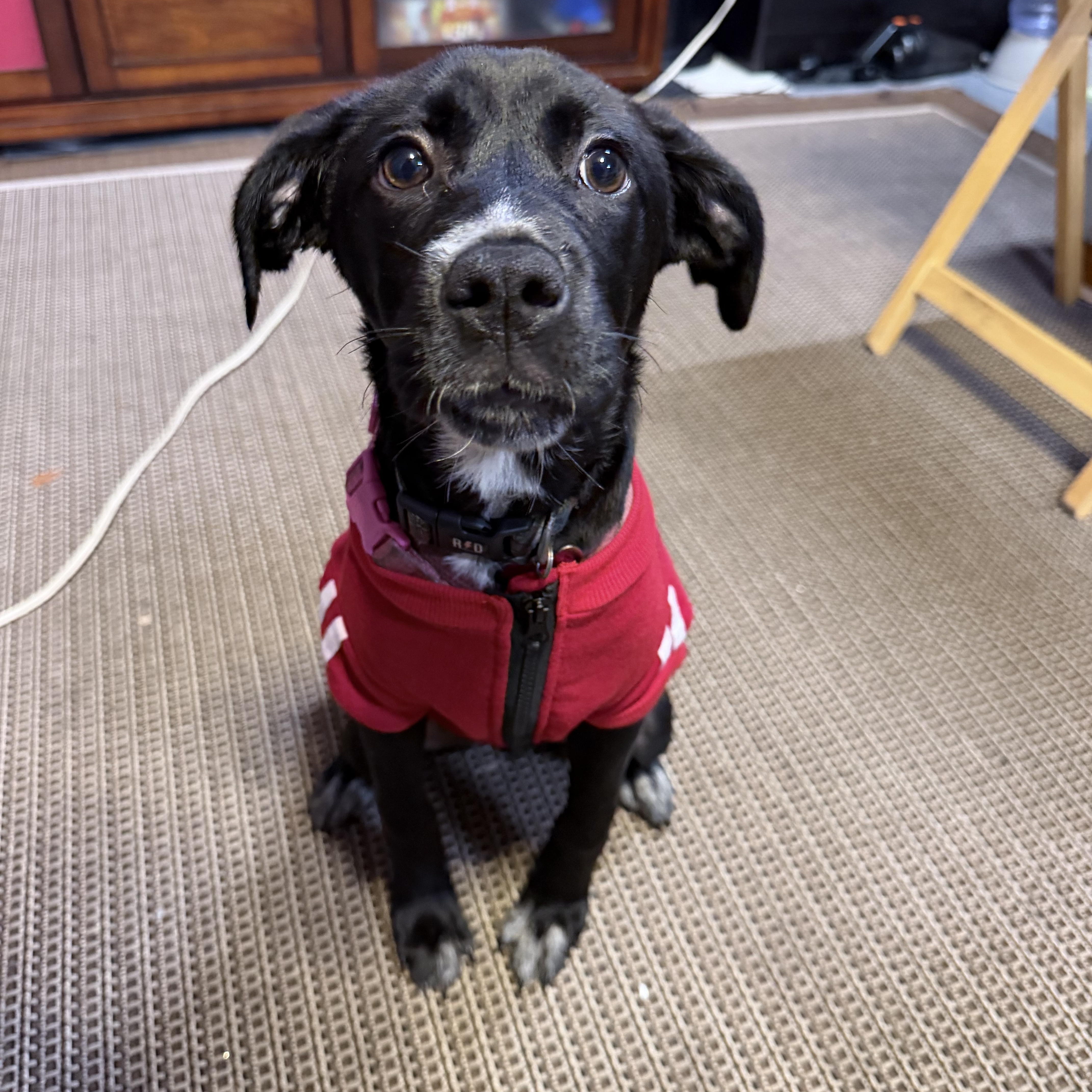 Enlarge Coco, a ADOPTABLE Mixed Breed in Eustis, FL image 1/5