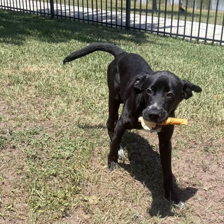 Enlarge Coco, a ADOPTABLE Mixed Breed in Eustis, FL image 3/5