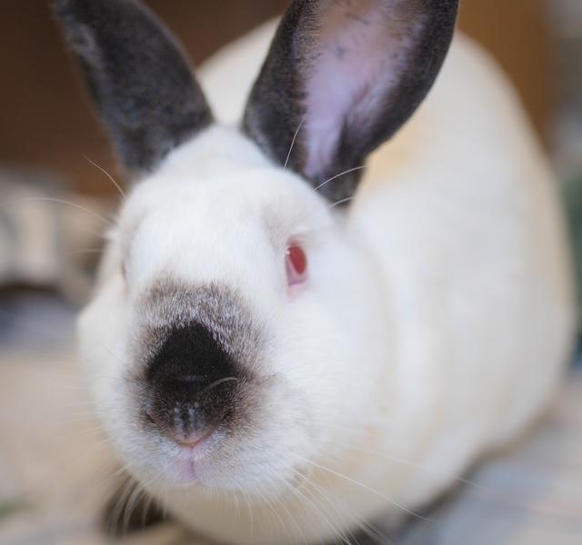 LUKE, Adoptable, Young Male Californian.