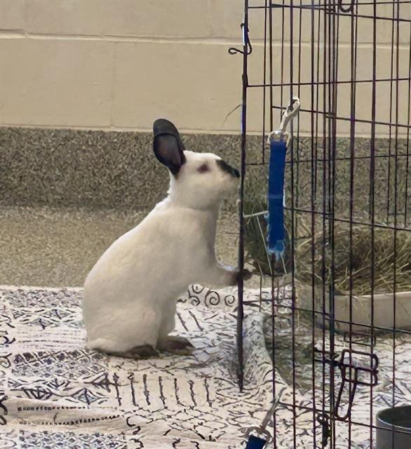 LUKE, Adoptable, Young Male Californian.