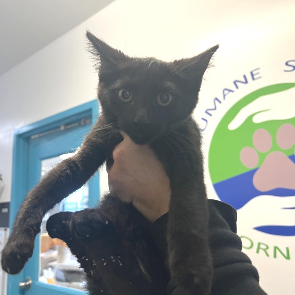 Enlarge Grimshaw, a Adoptable Domestic Short Hair in Albert Lea, MN image 1/2