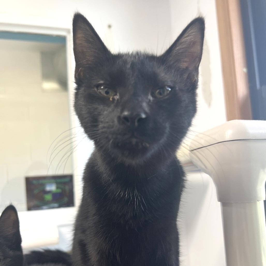 Enlarge Grimshaw, a Adoptable Domestic Short Hair in Albert Lea, MN image 2/2